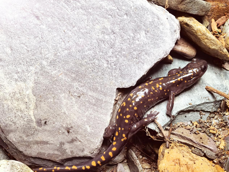 贵州梵净山保护区发现新物种。