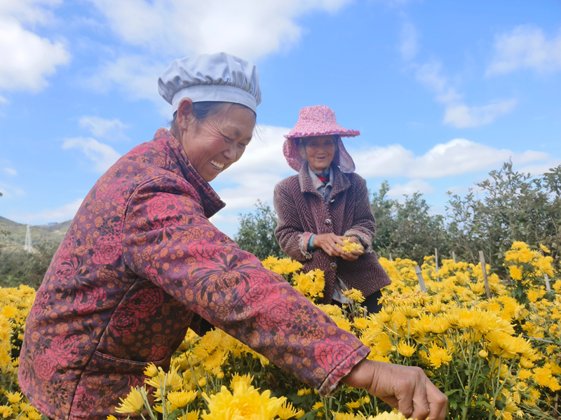 採菊。