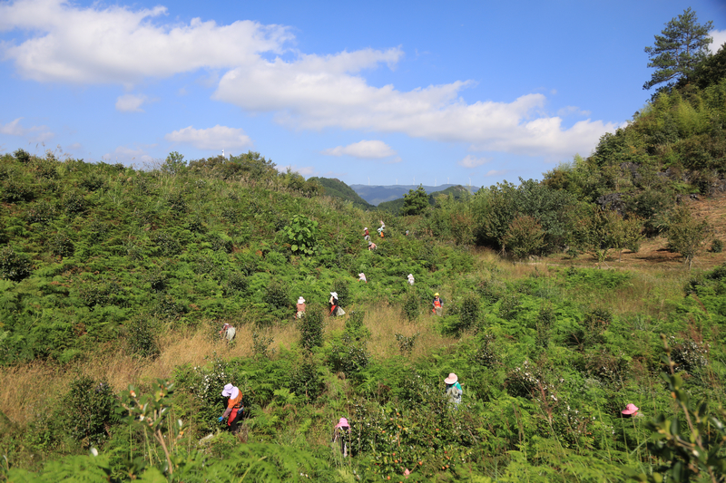 当地群众在采摘油茶。
