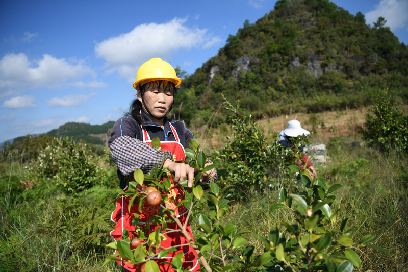 当地务工群众正在采摘油茶。