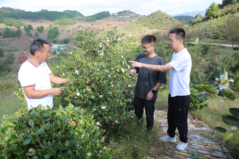 吴光荣(左)正在和科研人员探讨油茶。