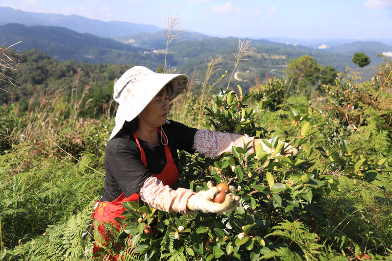 务工群众正在采摘油茶。