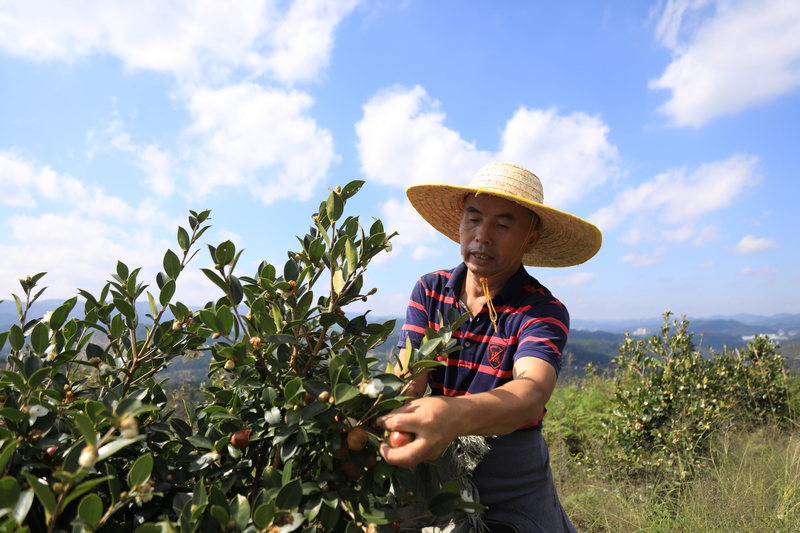 务工群众正在采摘油茶。