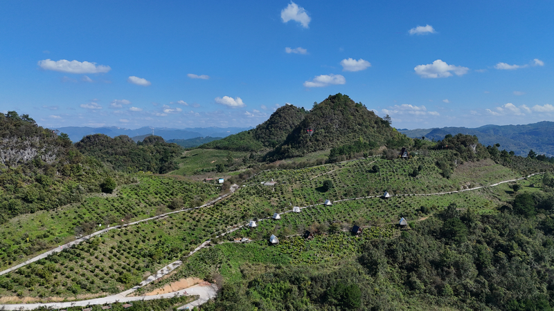 油茶基地露营帐篷。