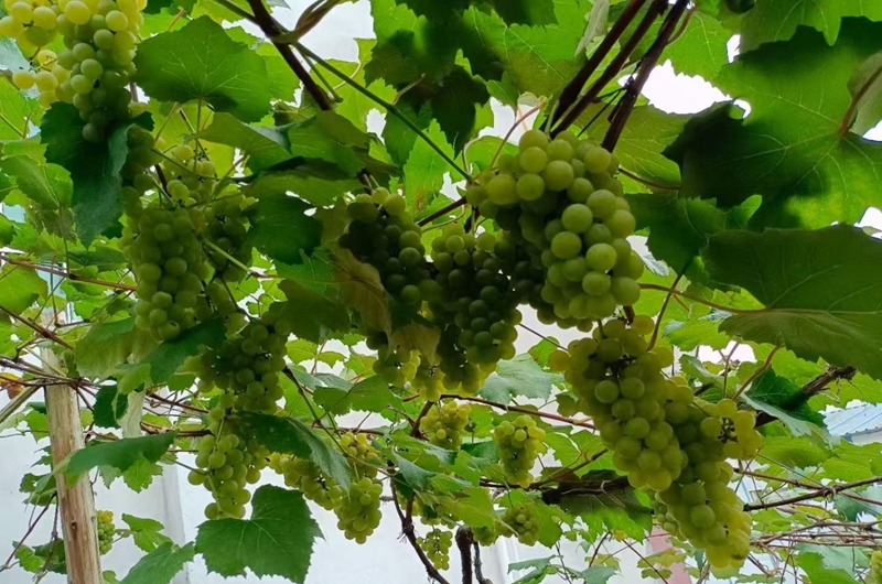 独山县影山镇：“三拓宽”赋能乡村振兴。