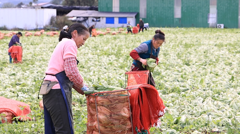 独山县高坪村千亩芥菜迎丰收。