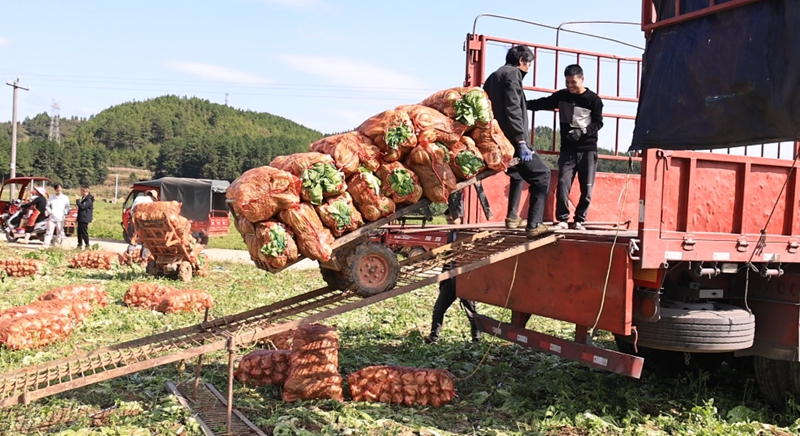 独山县高坪村千亩芥菜迎丰收。