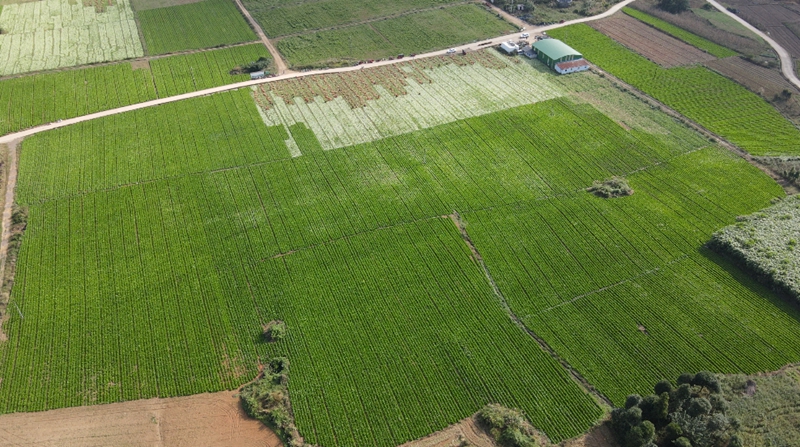 独山县高坪村千亩芥菜迎丰收。