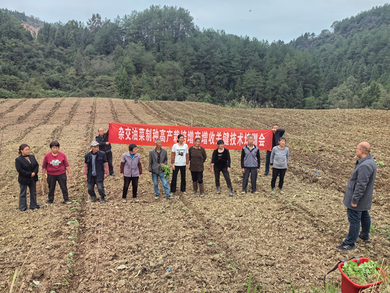 驻村第一书记赵欢正在为村民培训制种油菜移栽技术。