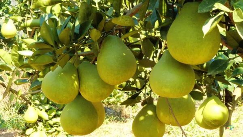 松桃镇江村：40万斤香柚丰收在望