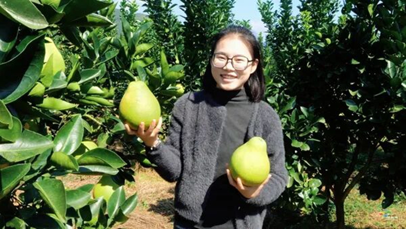 松桃镇江村：40万斤香柚丰收在望