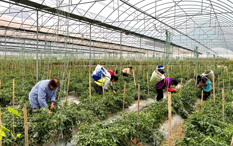 2、良村吼滩蔬菜基地工人们正在采摘新鲜的辣椒。刁苓沙 摄.jpg