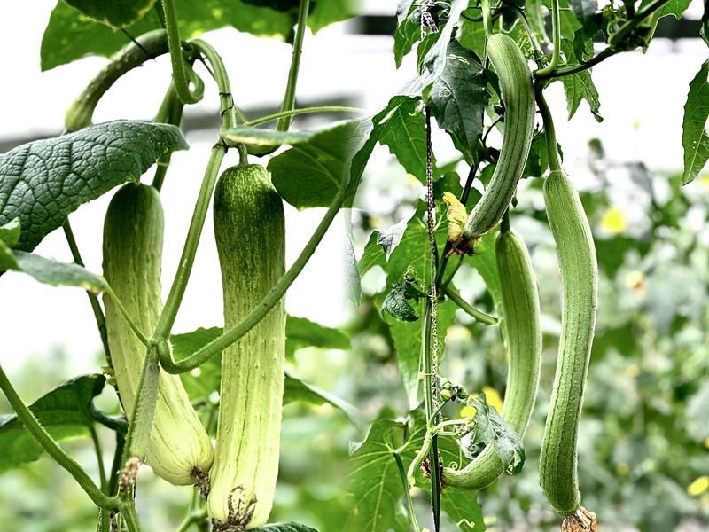 3、吼滩蔬菜基地绿色、健康的蔬菜。刁苓沙 摄.jpg