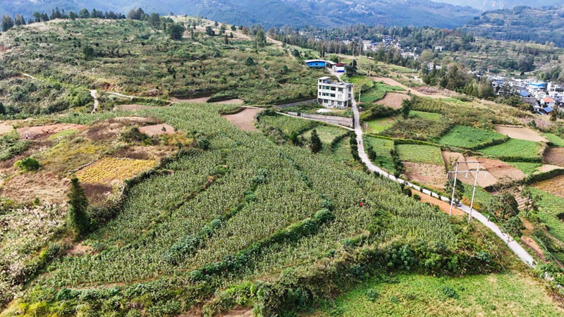 印江良种+良技缩短生长周期 二季鲜食玉米试种成功。