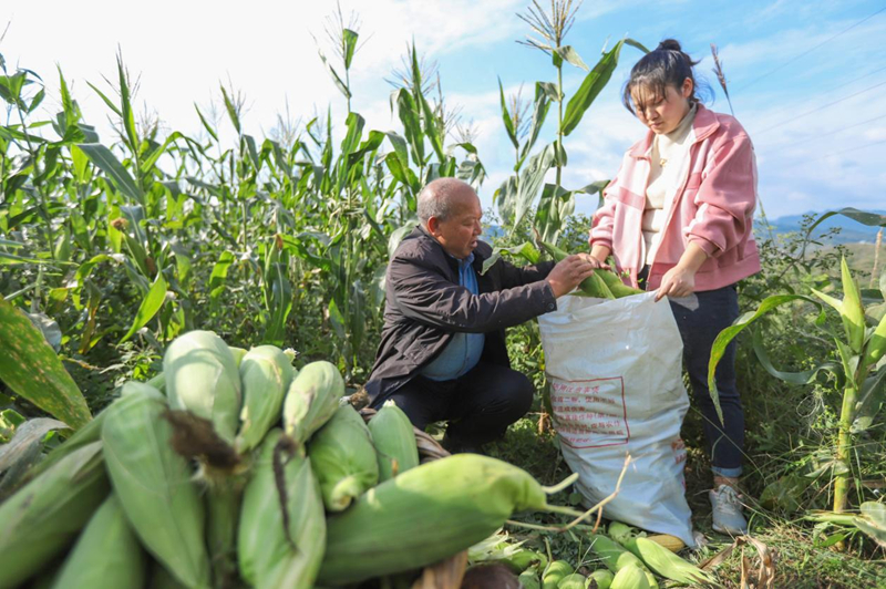 印江良种+良技缩短生长周期 二季鲜食玉米试种成功。