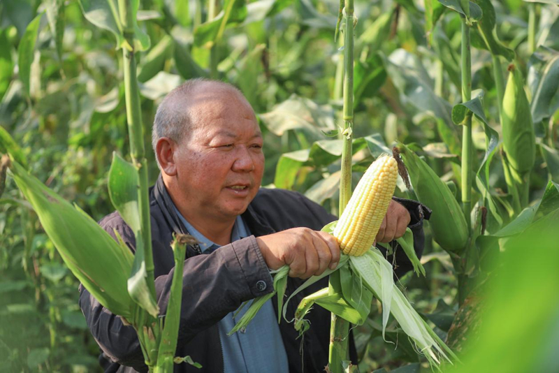 印江良种+良技缩短生长周期 二季鲜食玉米试种成功。