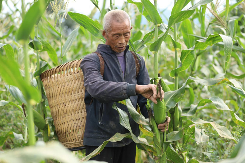 印江良种+良技缩短生长周期 二季鲜食玉米试种成功。