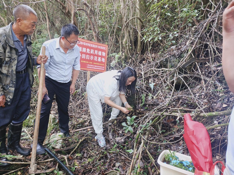 珍稀濒危药用植物野外回归示范基地“落户”独山县上司镇学庄村。