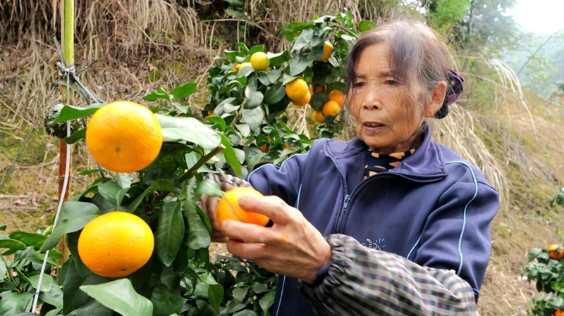 松桃世昌街道:3800亩特色产业铺就乡村振兴致富路。