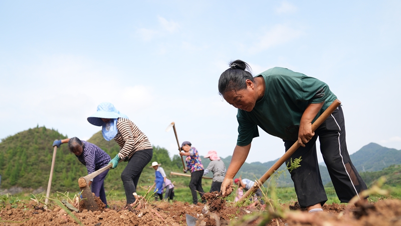 粤黔协作“点薯成金” 小红薯撑起亿元产业。