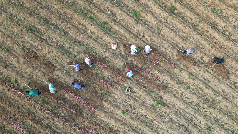 粤黔协作“点薯成金” 小红薯撑起亿元产业。