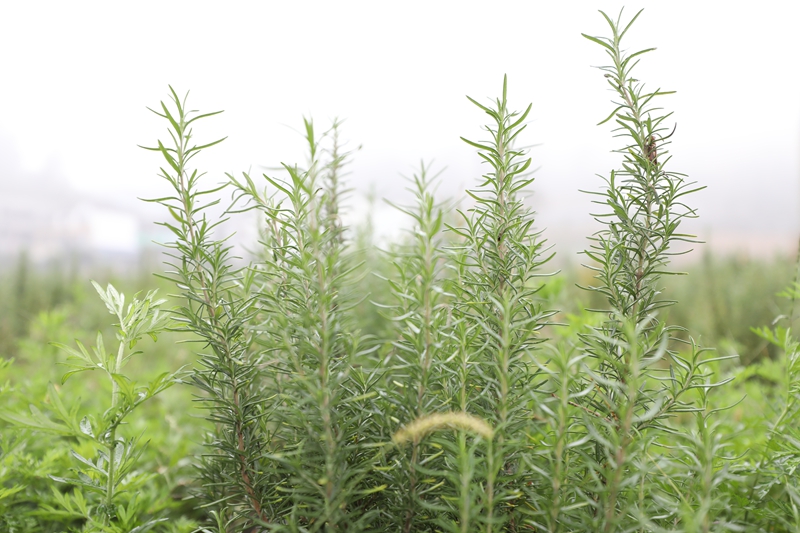 2025年10月24日拍摄的羊岩村种植的迷迭香。何志刚摄.JPG