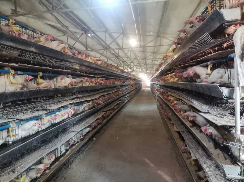 贵州松桃:蛋鸡铺出“金”路子。