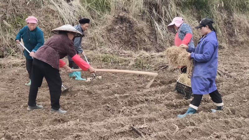 松桃长坪乡麻州村折耳根种植基地民们忙于开沟、起垄植入折耳根苗。