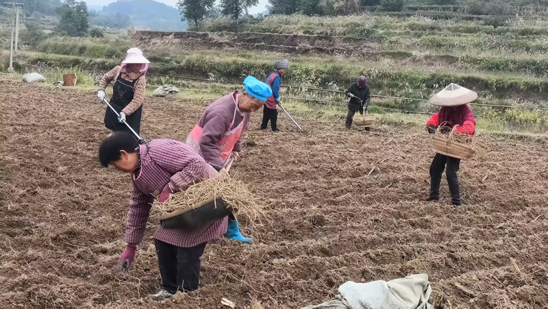 村民忙于开沟、起垄植入折耳根苗。