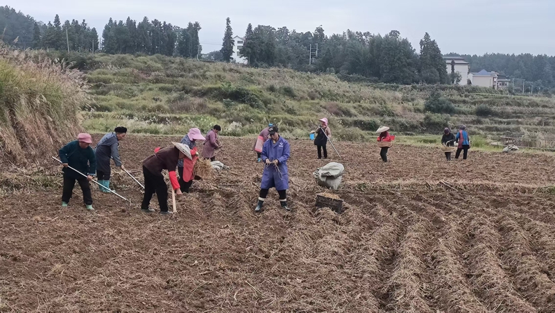 村民忙于开沟、起垄植入折耳根苗。