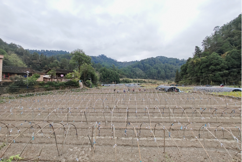 施秉縣馬號鎮羊肚菌基地一角