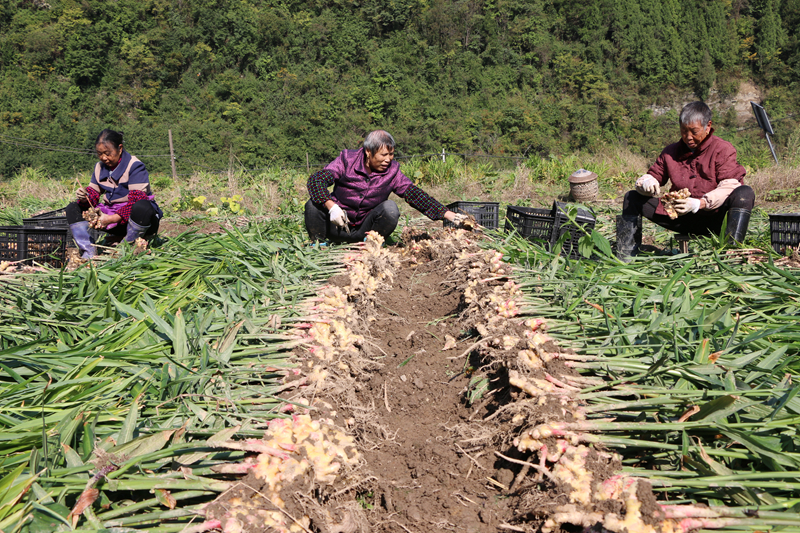 “党建+直播”破解黄姜滞销难题。