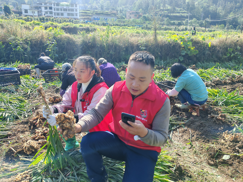 “党建+直播”破解黄姜滞销难题。