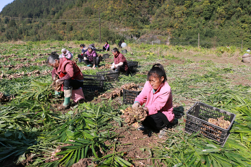 “党建+直播”破解黄姜滞销难题。