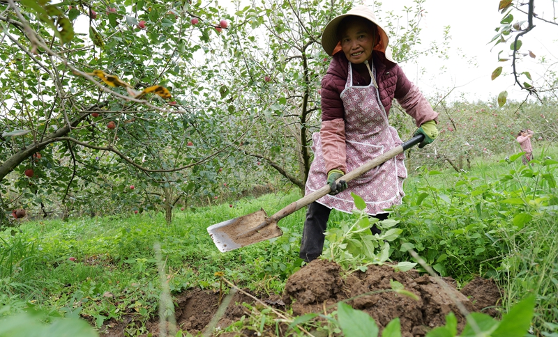 工人在挖坑放肥料。