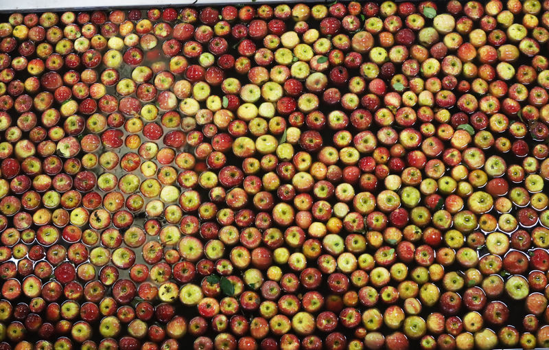 2025年11月4日，自动化设备生产线上正在清洗、测色、分级苹果。