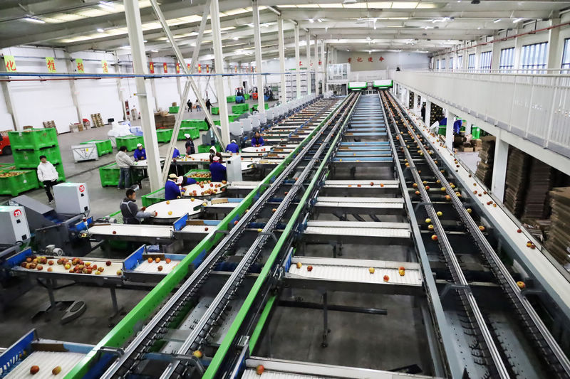 2025年11月4日，工人正在自动化设备生产线上操控设备分级苹果。