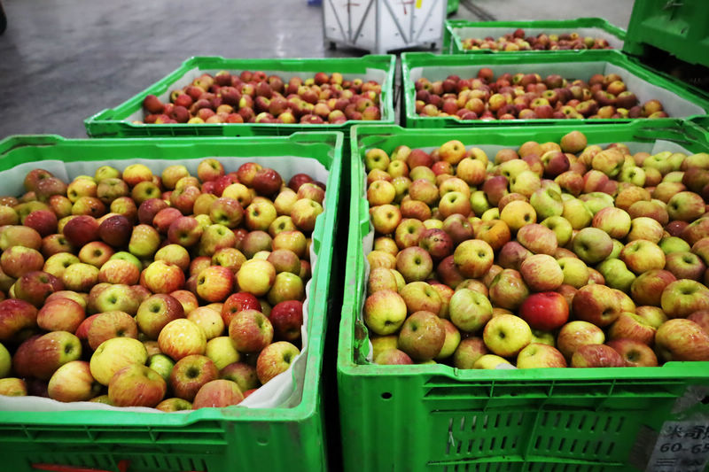 2025年11月4日，自动化设备生产线上刚清洗、测色、分级、装框的苹果。