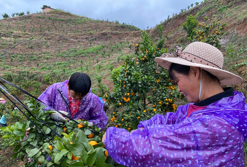 独山县三兴村：柑橘丰收甜了市场 富了乡亲。