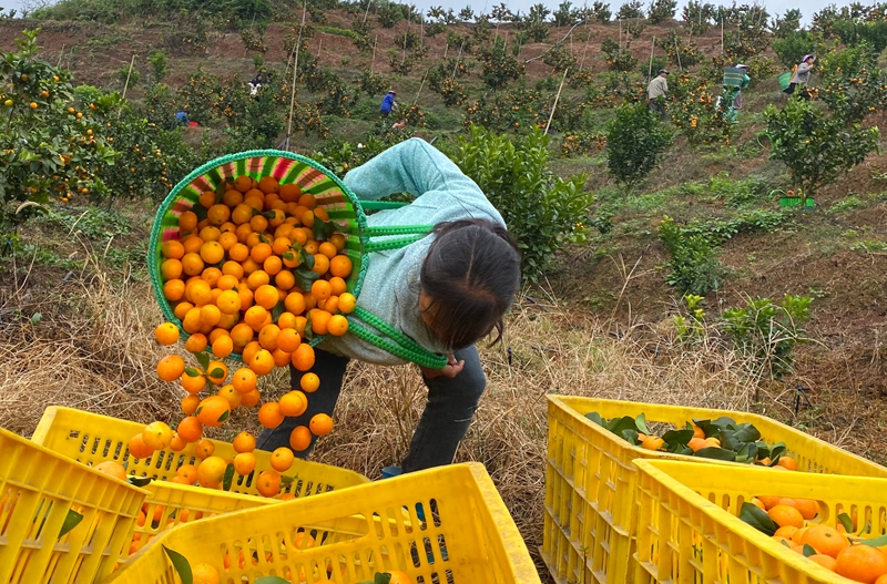 独山县三兴村：柑橘丰收甜了市场 富了乡亲。