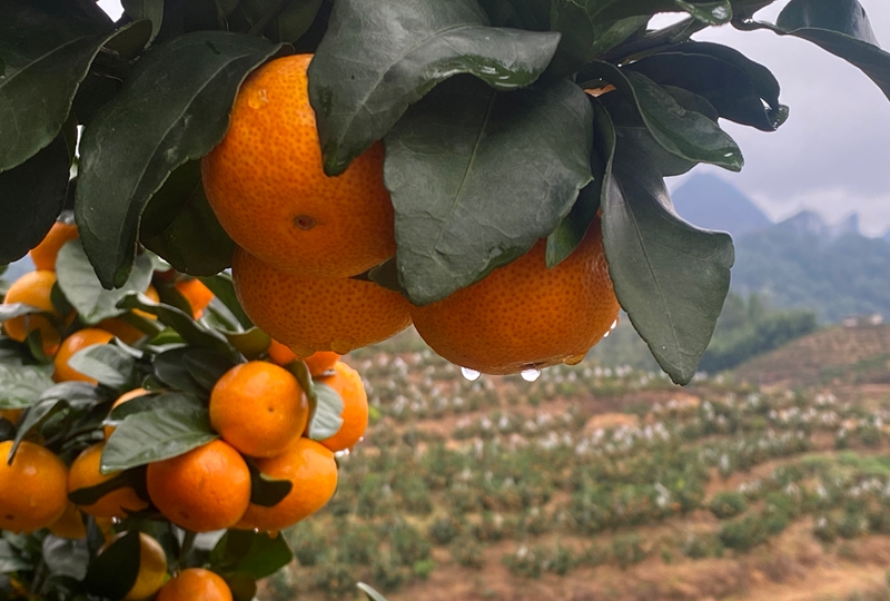 独山县三兴村：柑橘丰收甜了市场 富了乡亲。