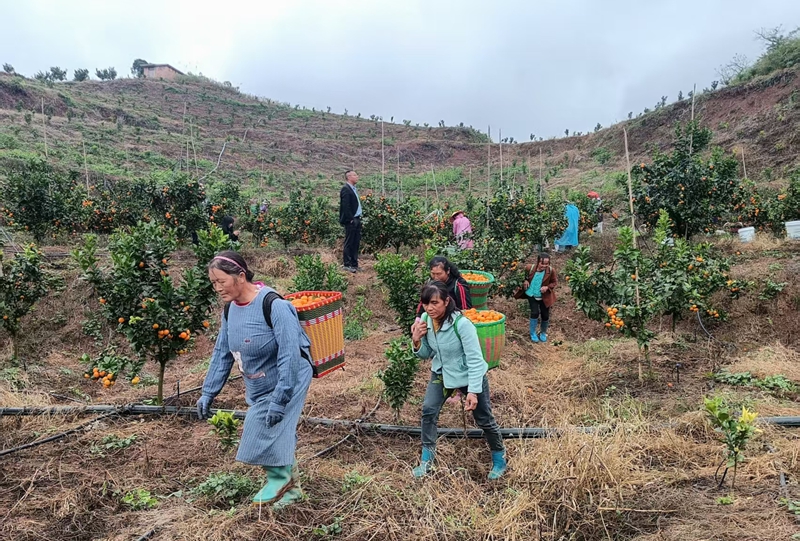 独山县三兴村：柑橘丰收甜了市场 富了乡亲。
