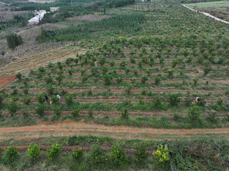 “一地双收”结硕果 助农增收添活力。