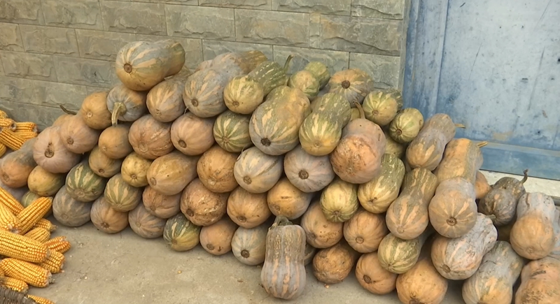 千畝“花生南瓜”鋪就鄉村振興路。