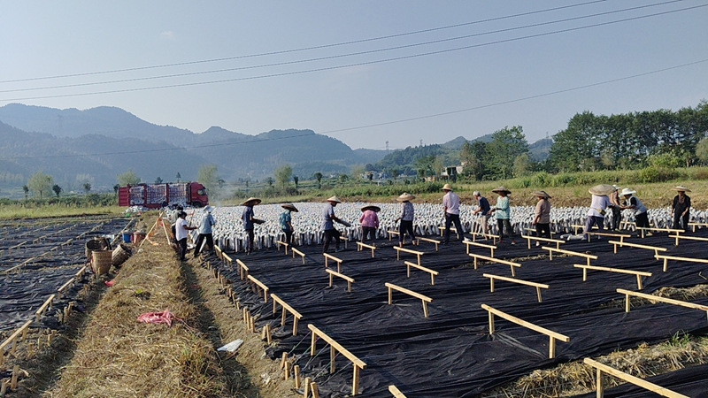 松桃长征村：勇闯产业振兴“长征”路。