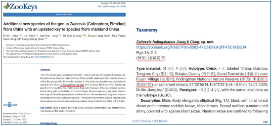 贵州佛顶山生态保护再传捷报：科考团队发现溪泥甲科昆虫新物种。贵州大学供图
