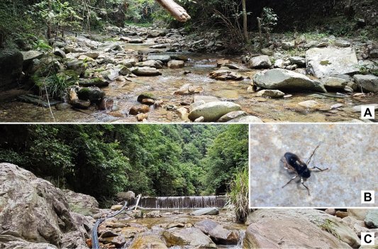 贵州佛顶山生态保护再传捷报：科考团队发现溪泥甲科昆虫新物种。贵州大学供图