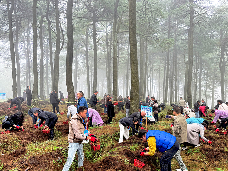 与会嘉宾体验林下天麻采摘。张佳佳摄