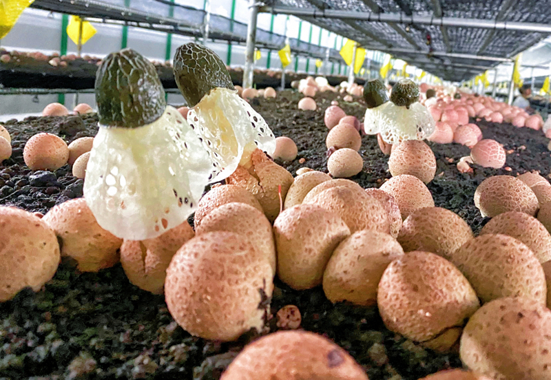 红托竹荪种植基地一隅。受访者供图
