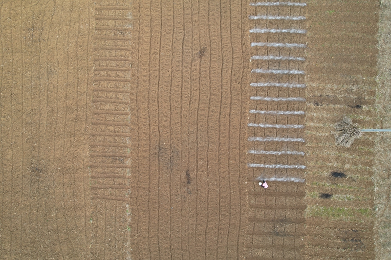 七星关区双山镇田间地头，农户们正抓紧晴好天气开展小麦种植工作 廖槐花 摄2.jpg